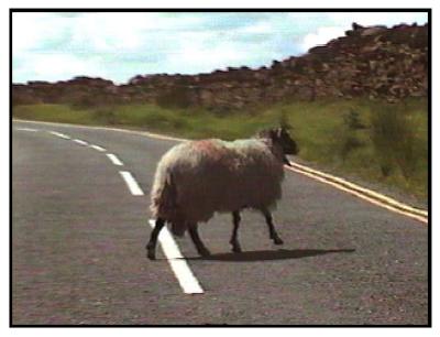 sheep crossing