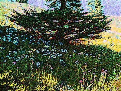 Mt. Hood pine flowers