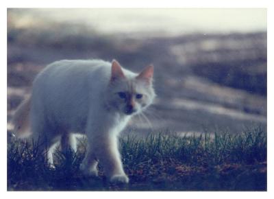 v3/52/514552/3/49039422.p_kittystalk.jpg