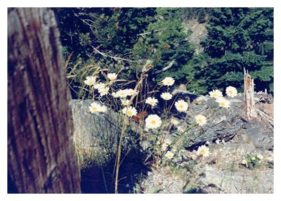 daisies