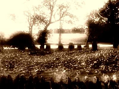 Temple Woods