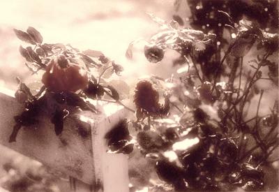 old roses