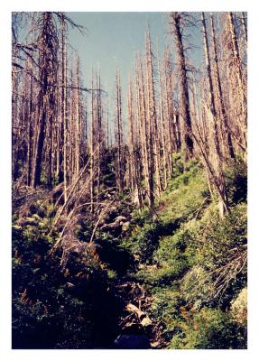 St. Helens trees