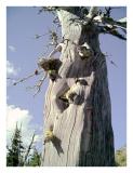  twisted trunk