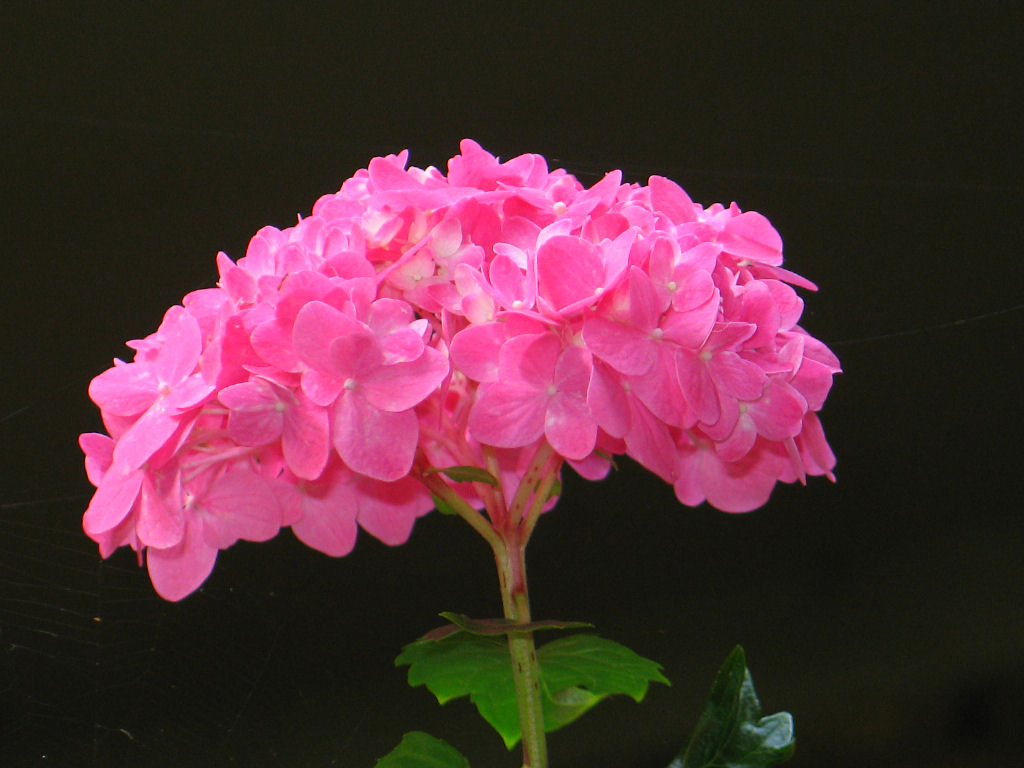 Deep Pink Hydrangea *