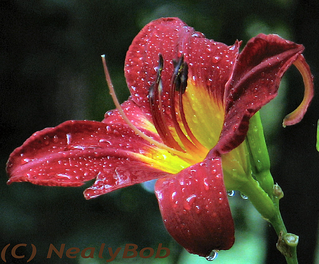 It Rained Again Today *