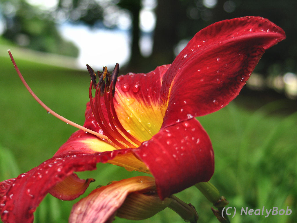 After The Rain *