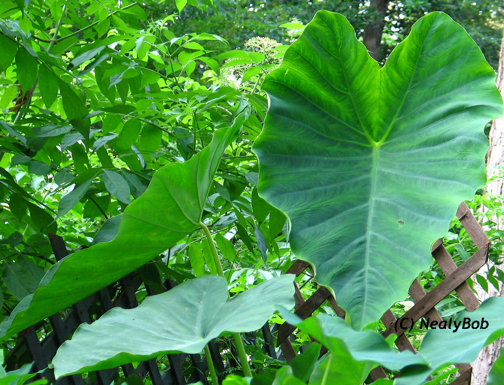 Big Elephant Ear *