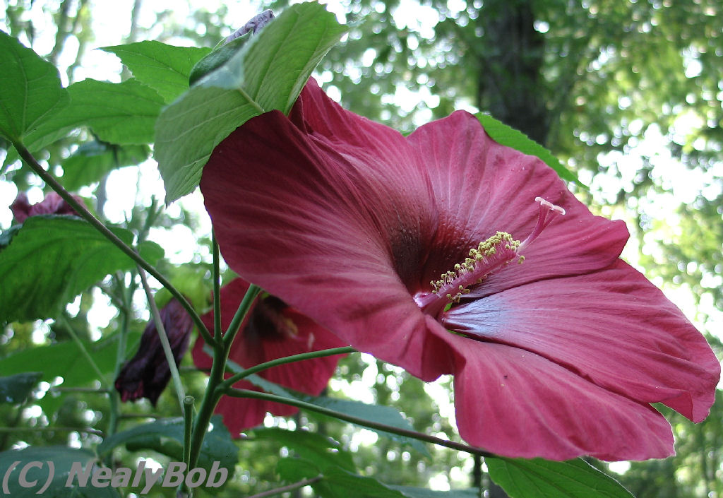 Hibiscus Day 5