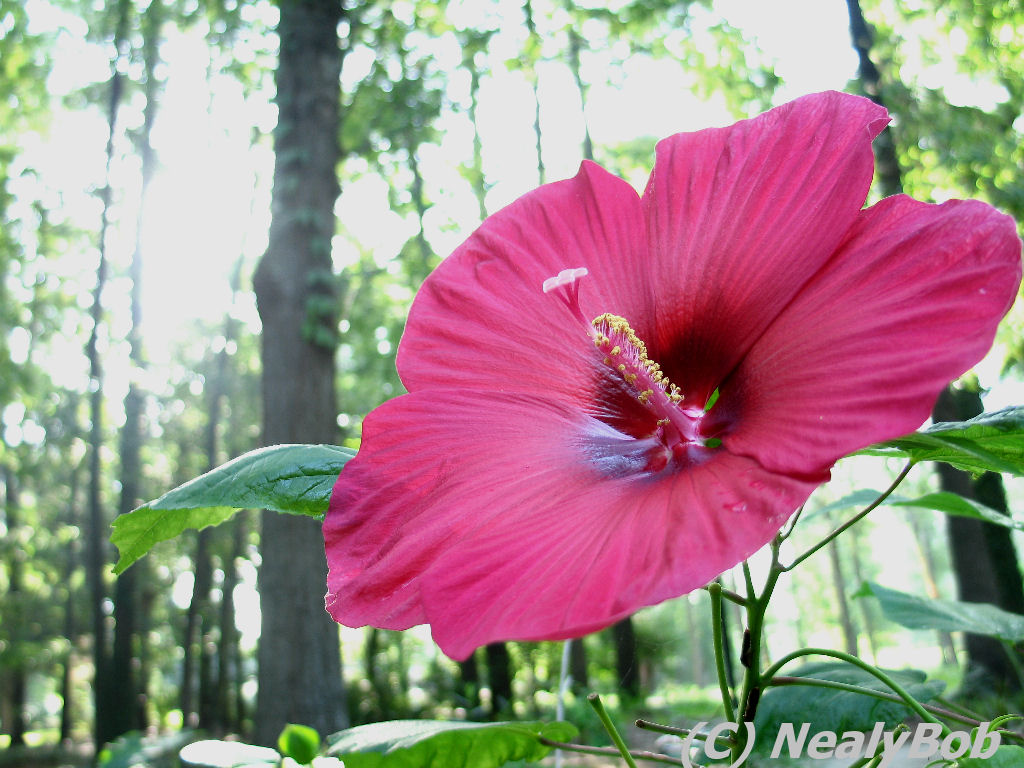 Hibiscus Day 10
