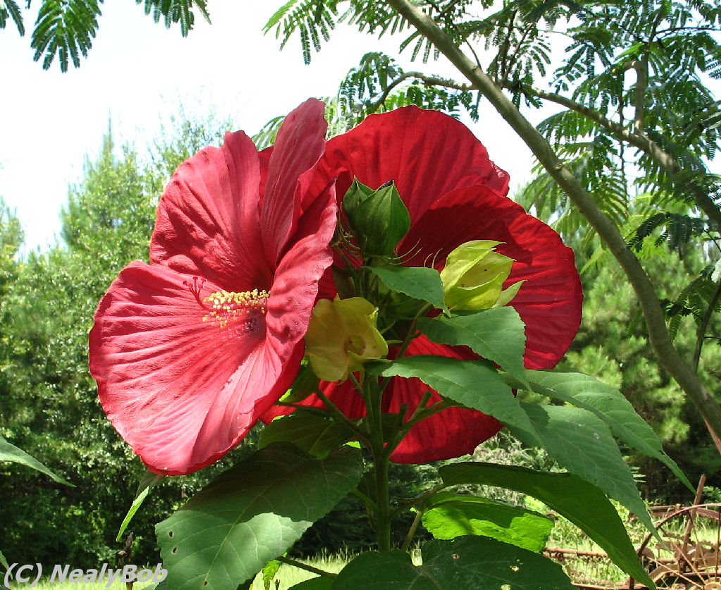 Hibiscus