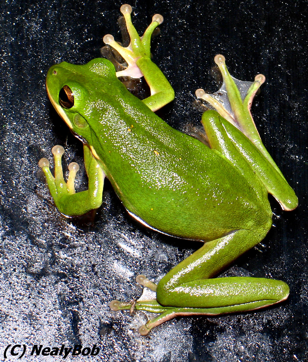 Fredie Frog *
