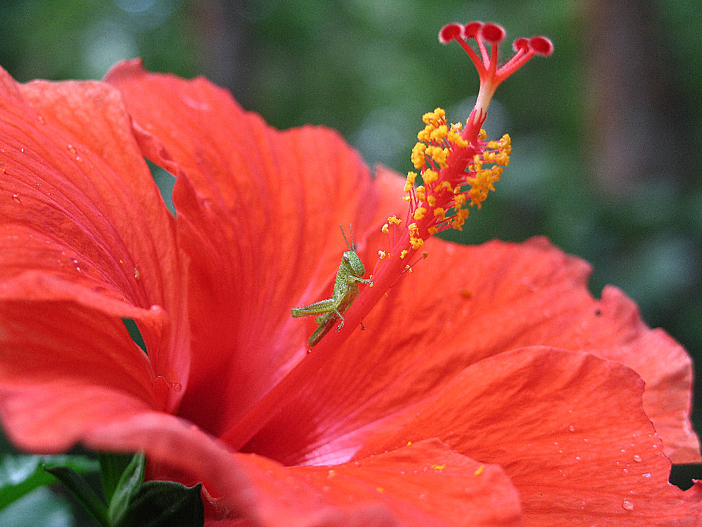 Macro Shot