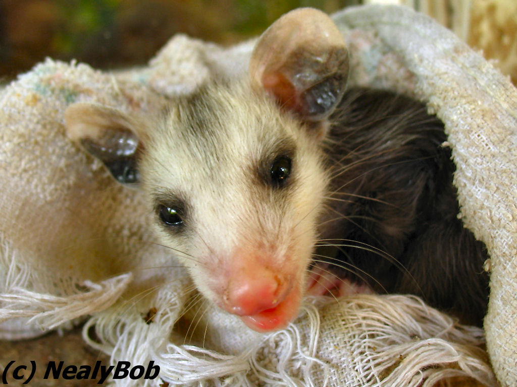 Tiny Possum *
