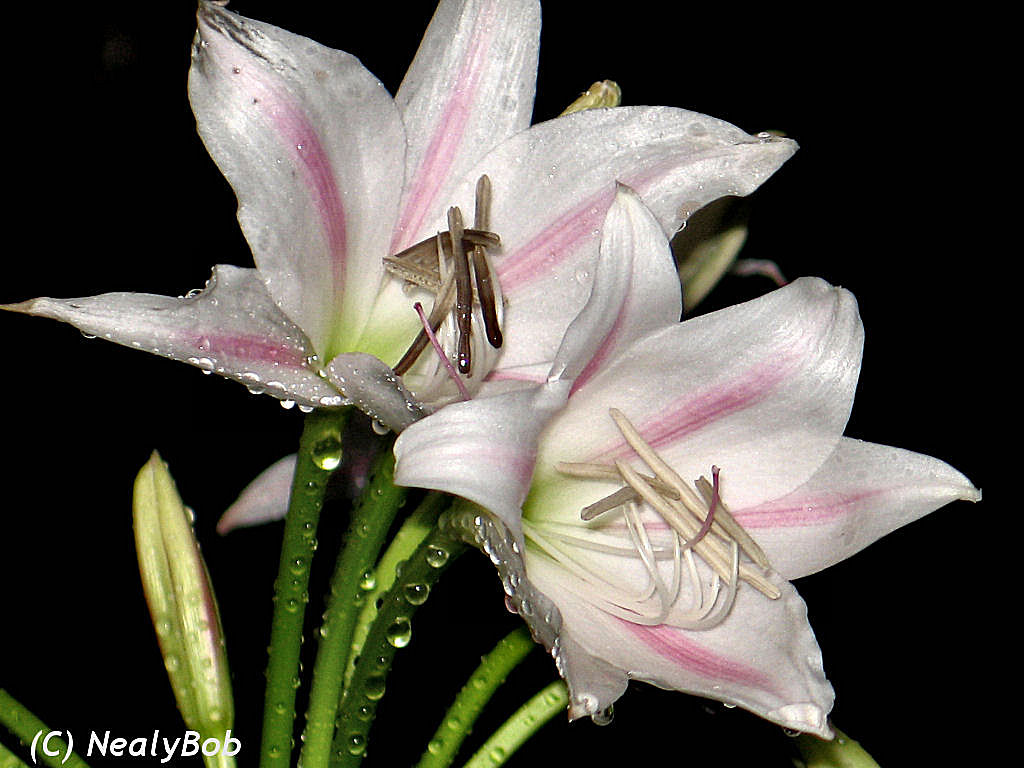 Milk & Wine Lilly August 13