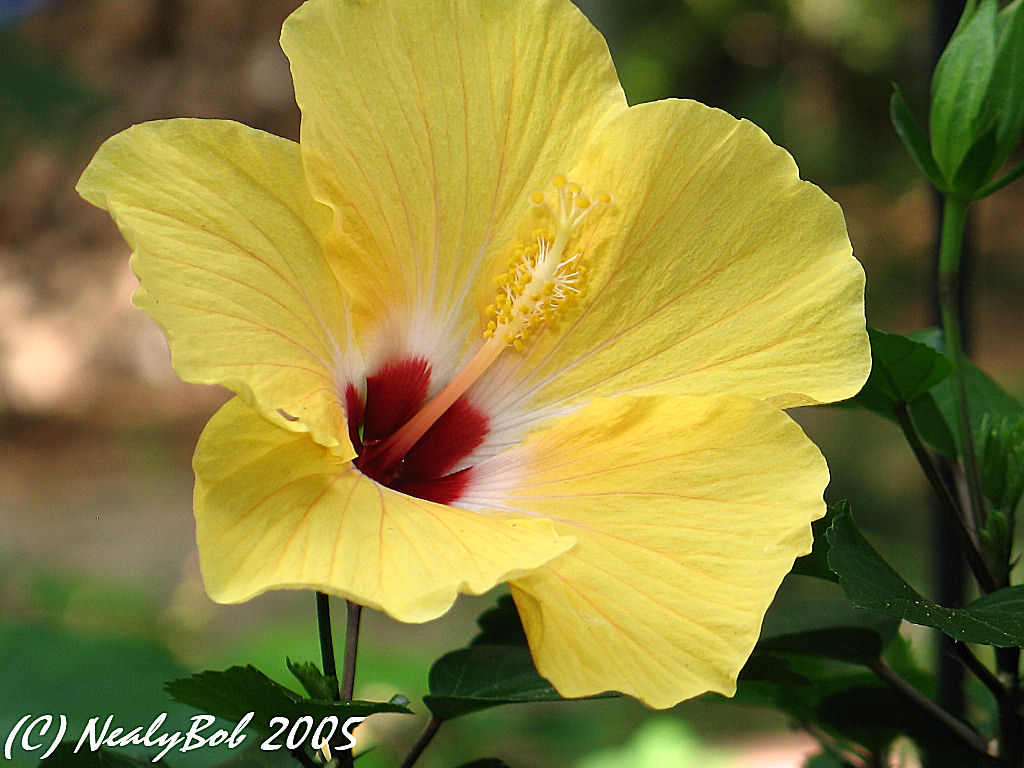 Yellow Hibiscus