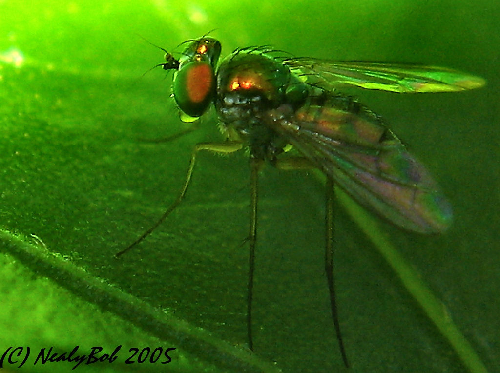 Macro Fly August 20 *