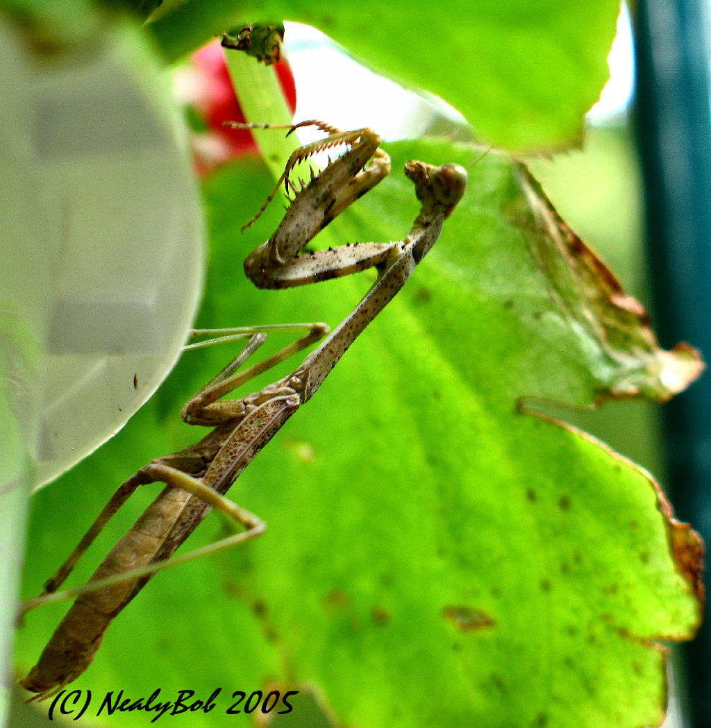 Praying Mantis *