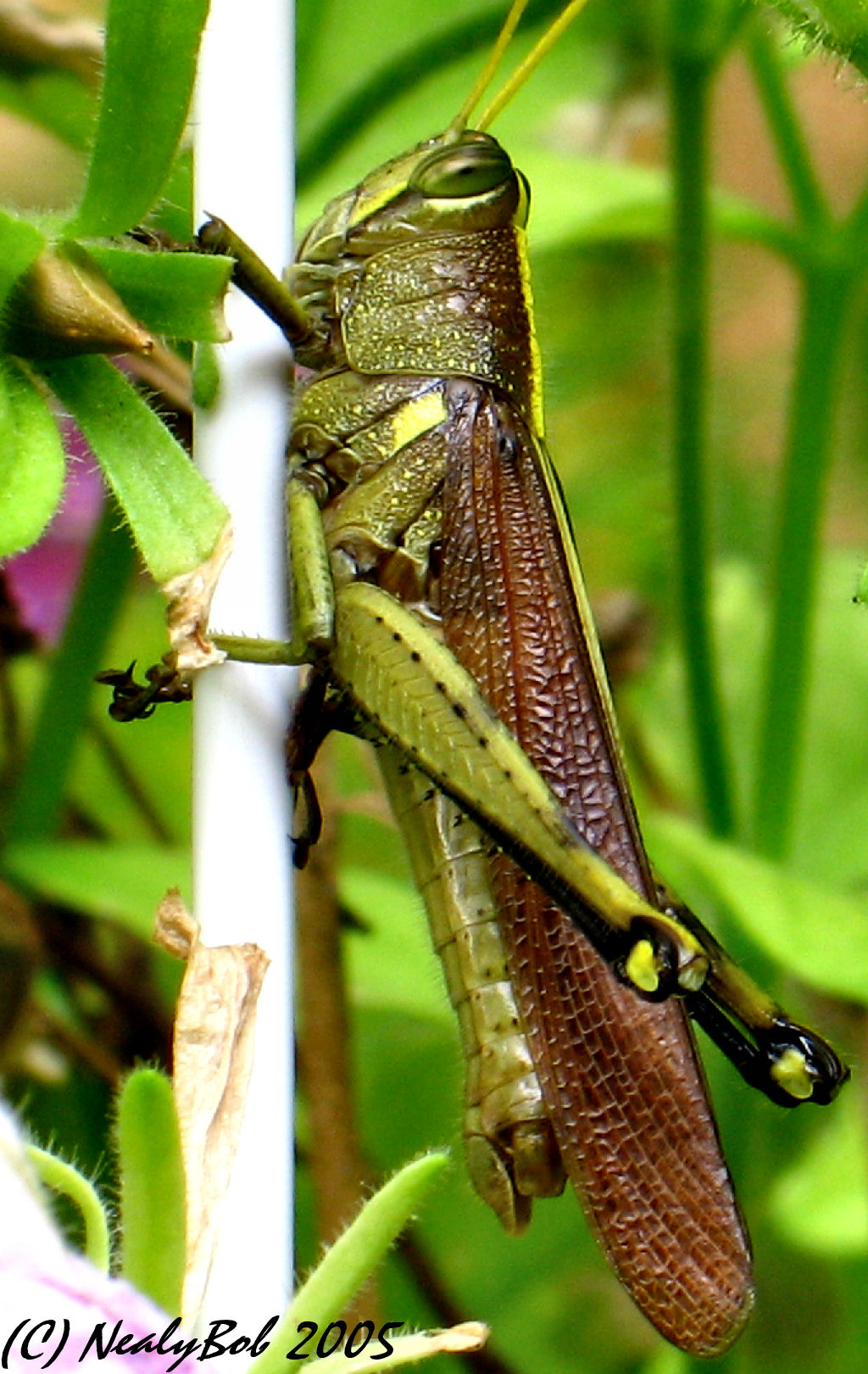 Grasshopper *