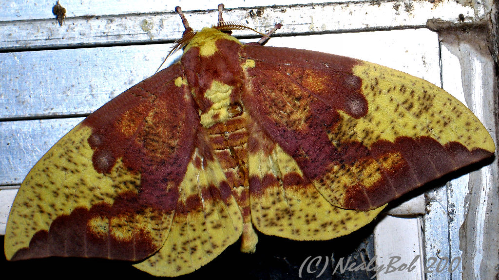Moth *