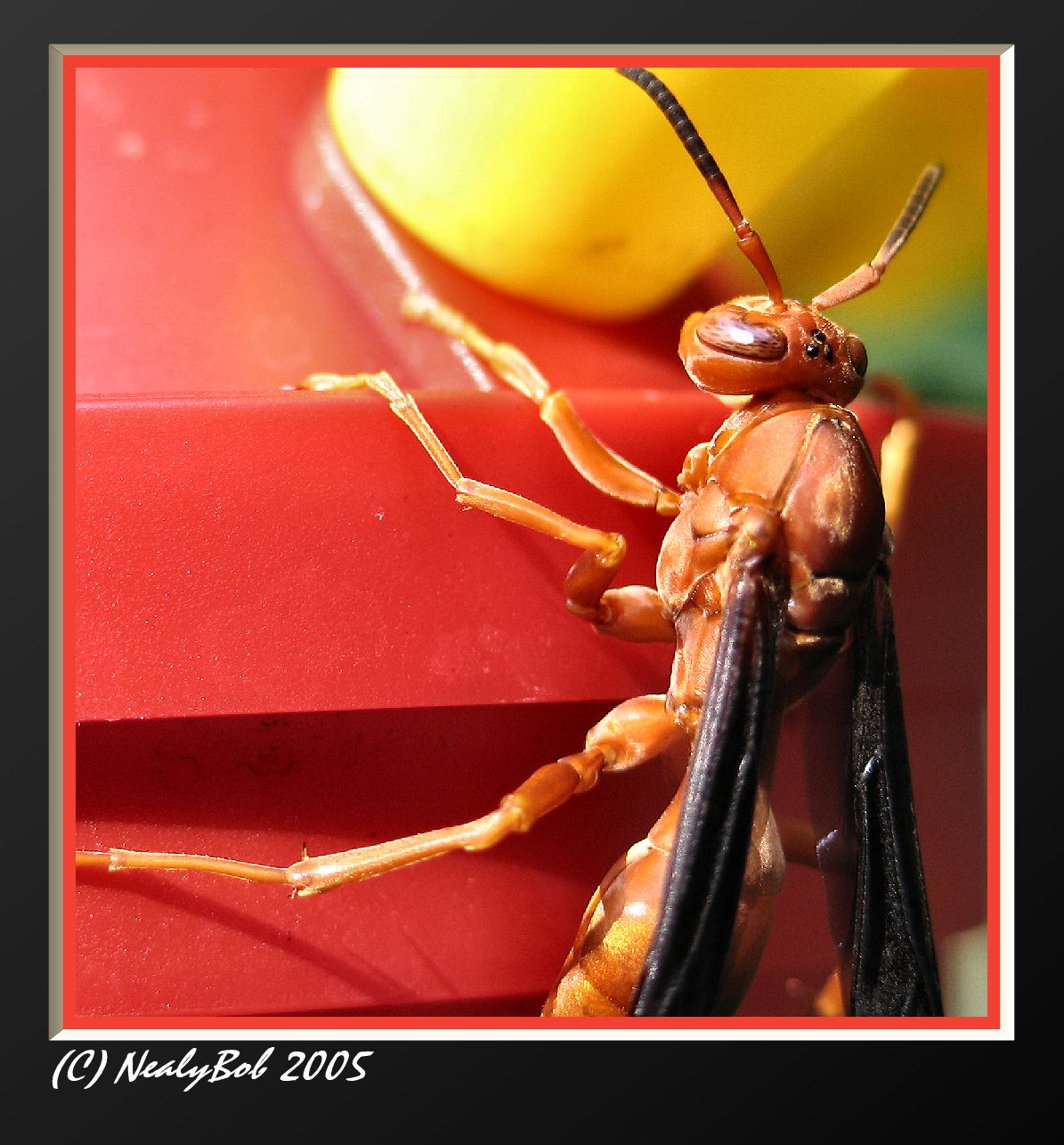 Red Wasp *