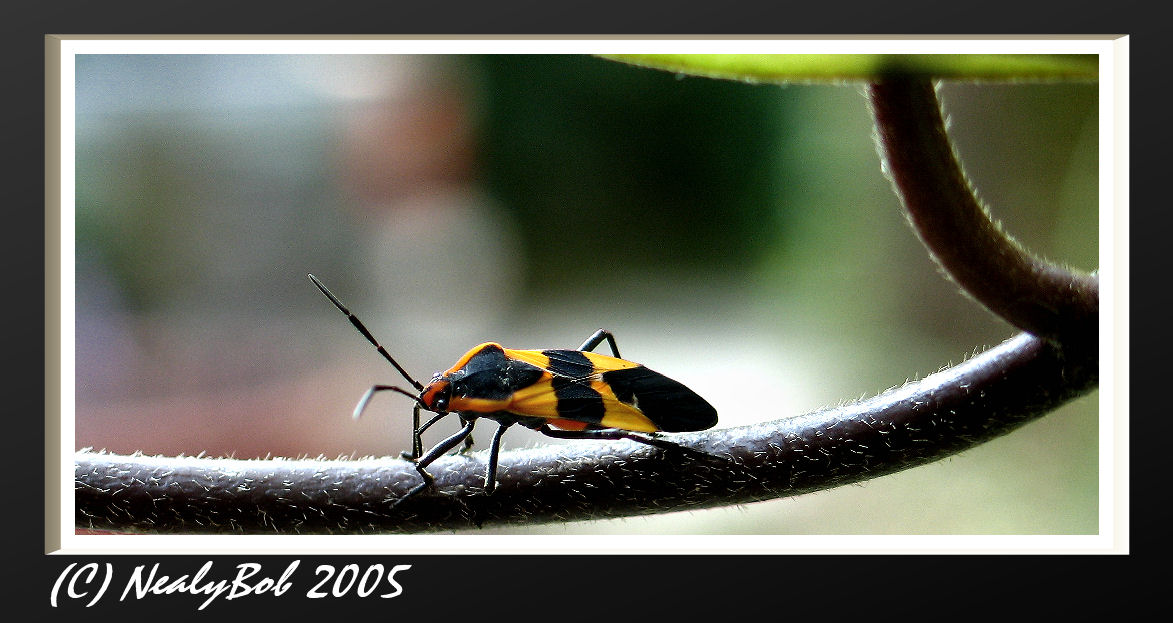 Bug Close - Up September 7