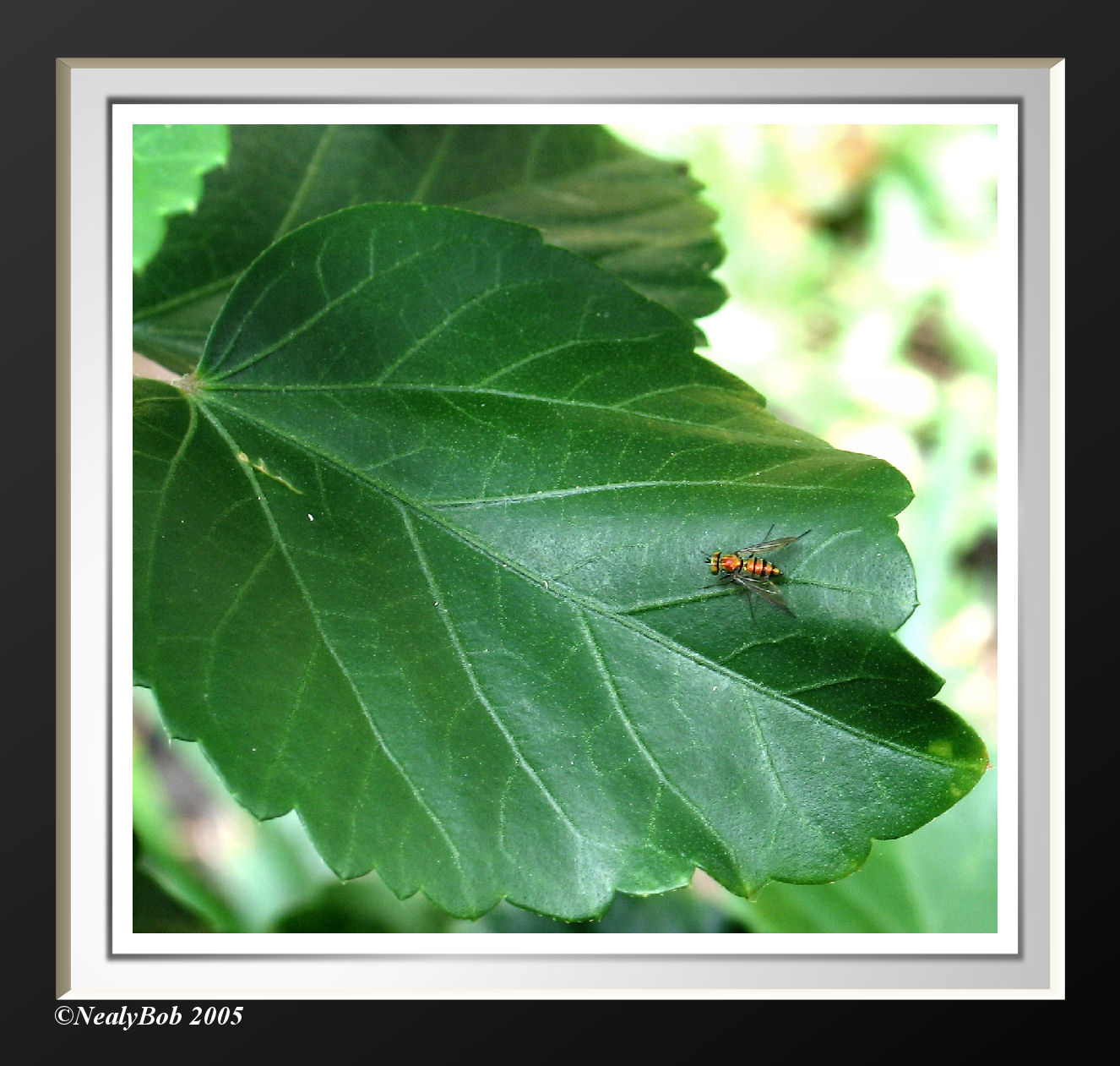 Long Legged Fly September 10 alternate