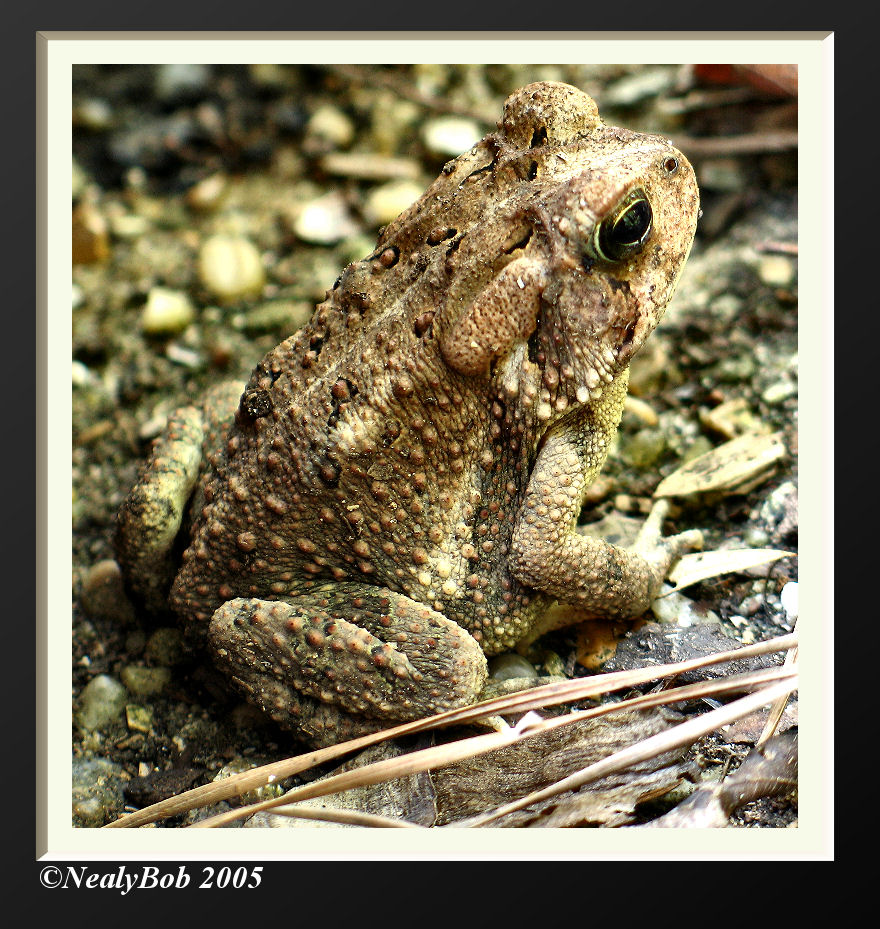 Tommy Toad