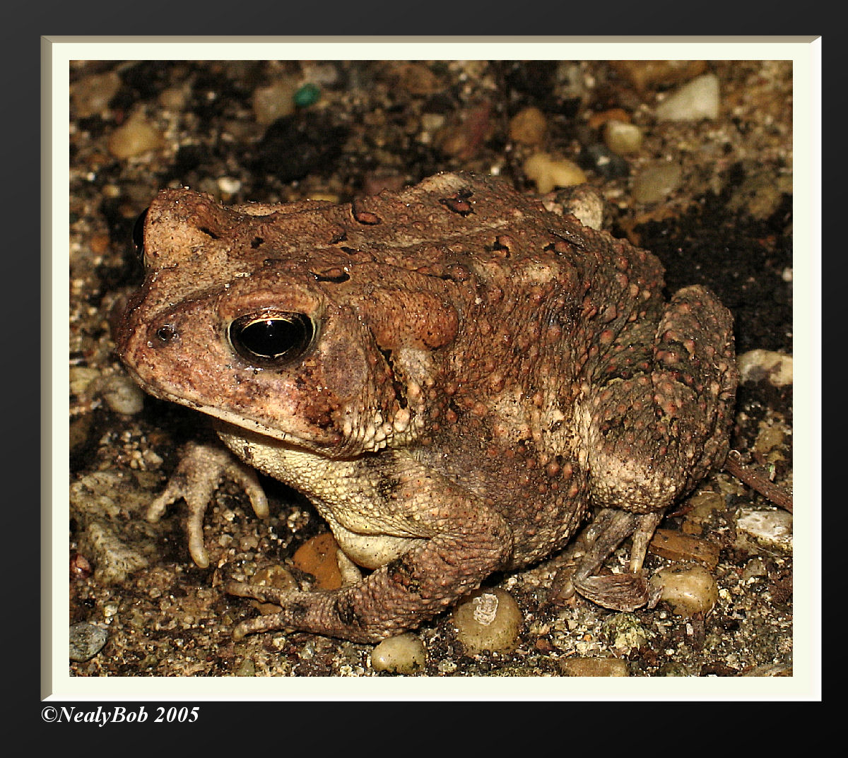 Toad