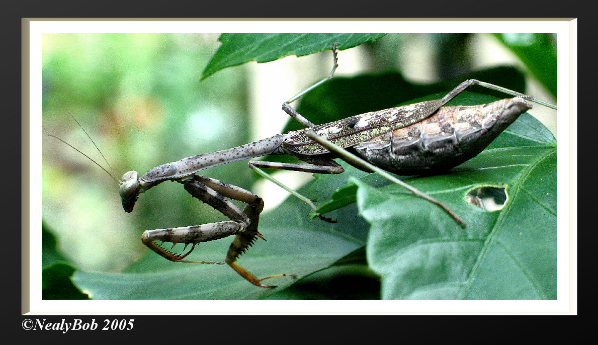 Praying Mantis September 12