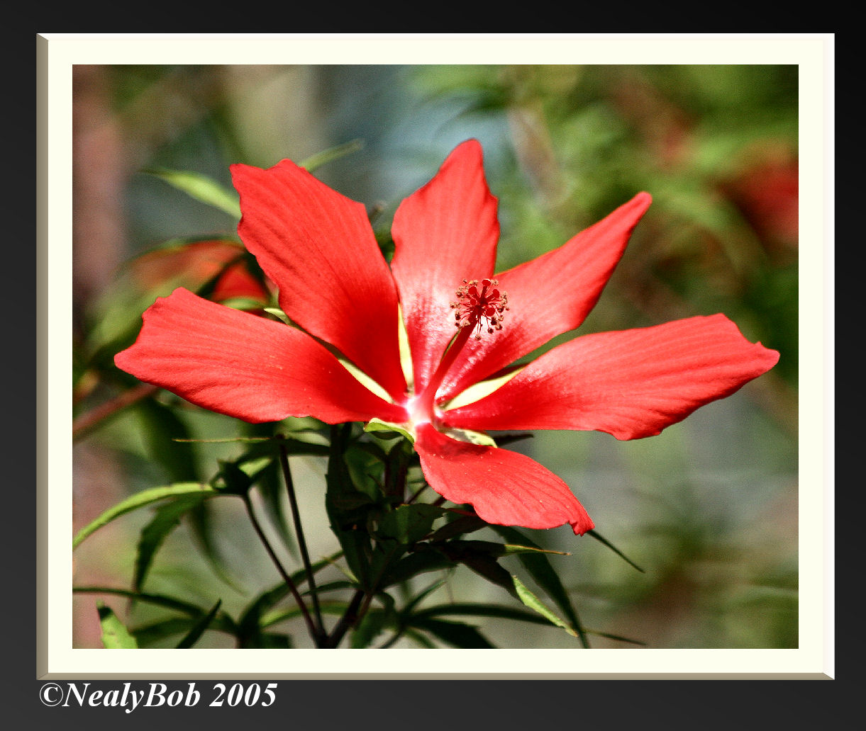 Hibiscus October 1