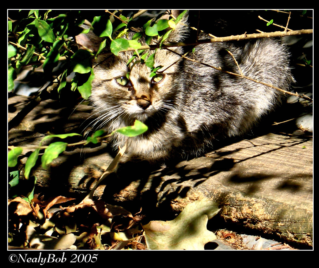 Scardy Cat