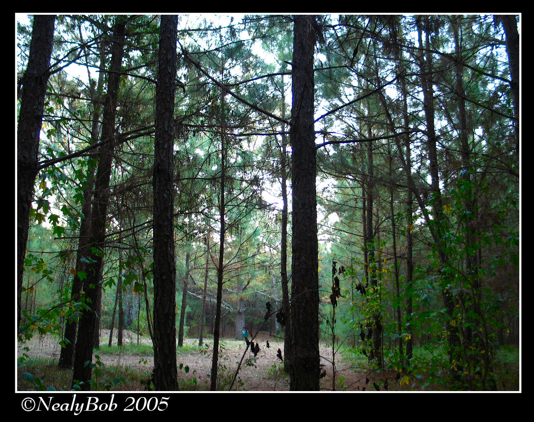 Early This Morning October 31