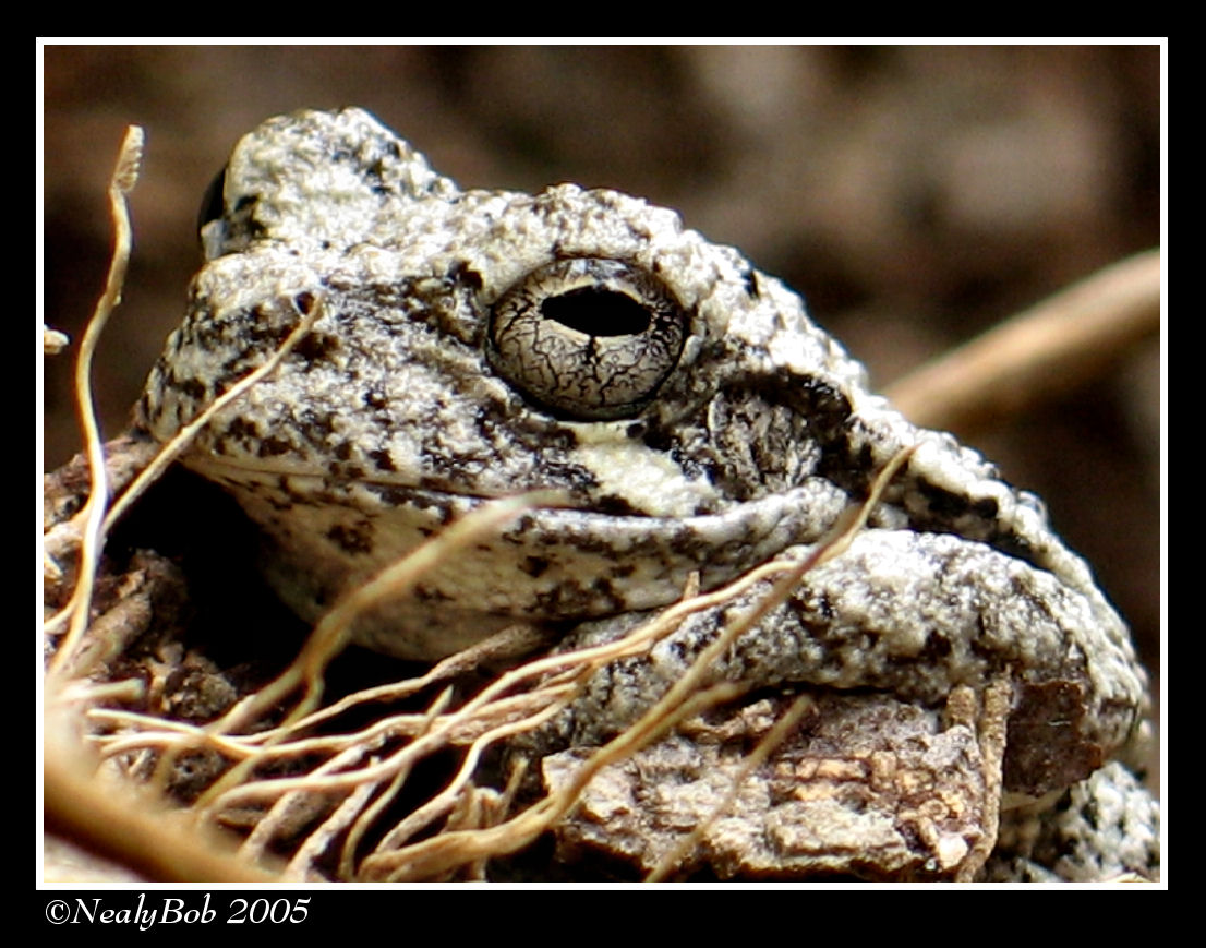 Tree Frog November 6