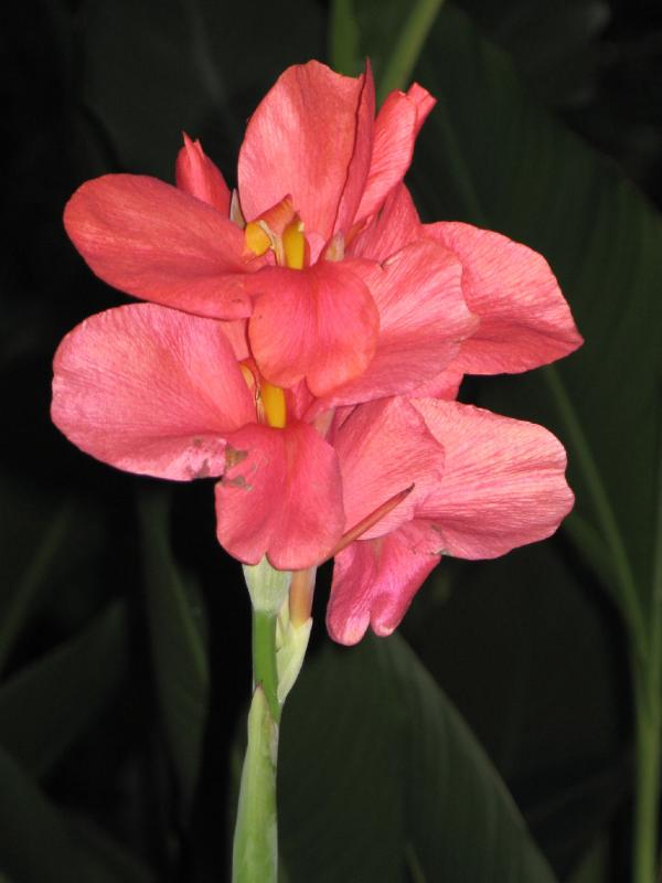 Red Canna *