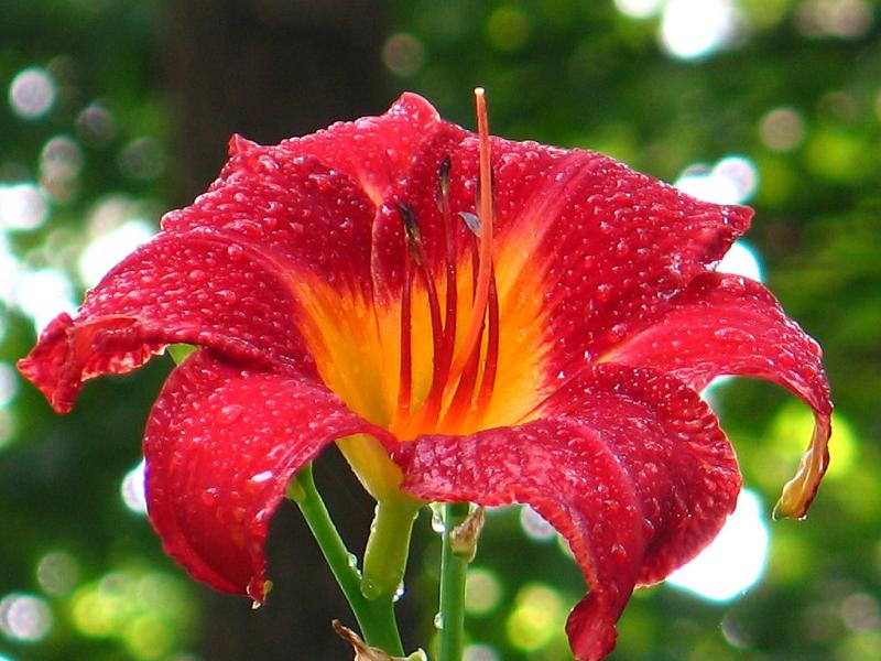 Day Lilly *