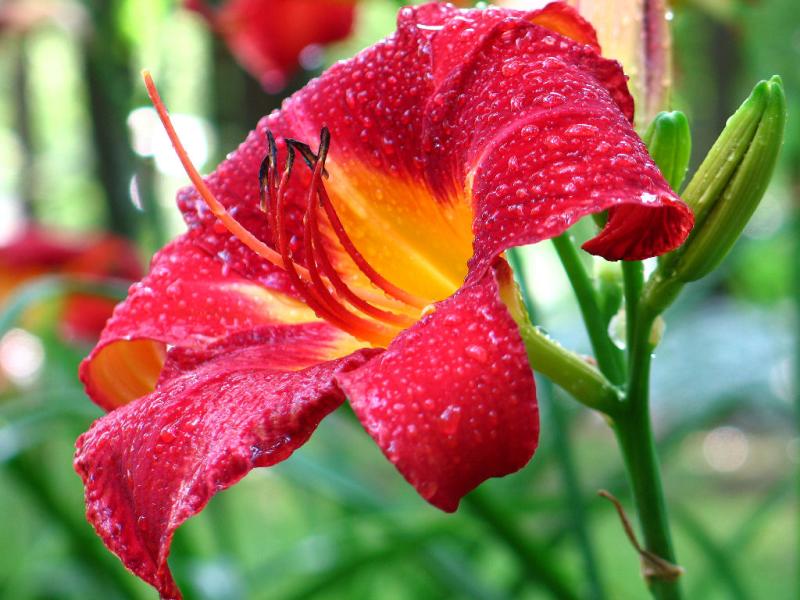 Day Lilly *