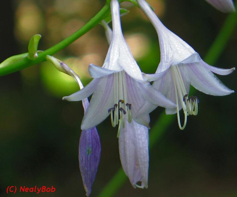 Hosta Bloom *