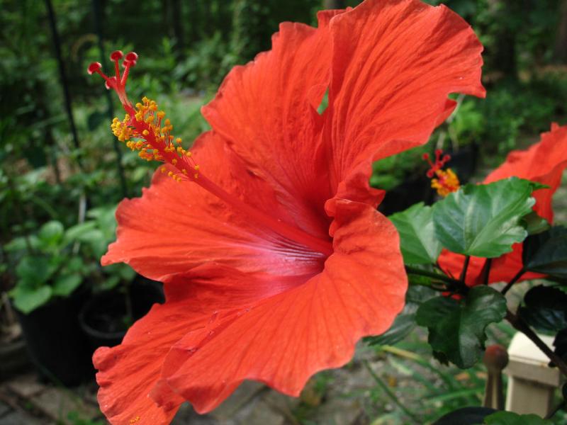 Hibiscus