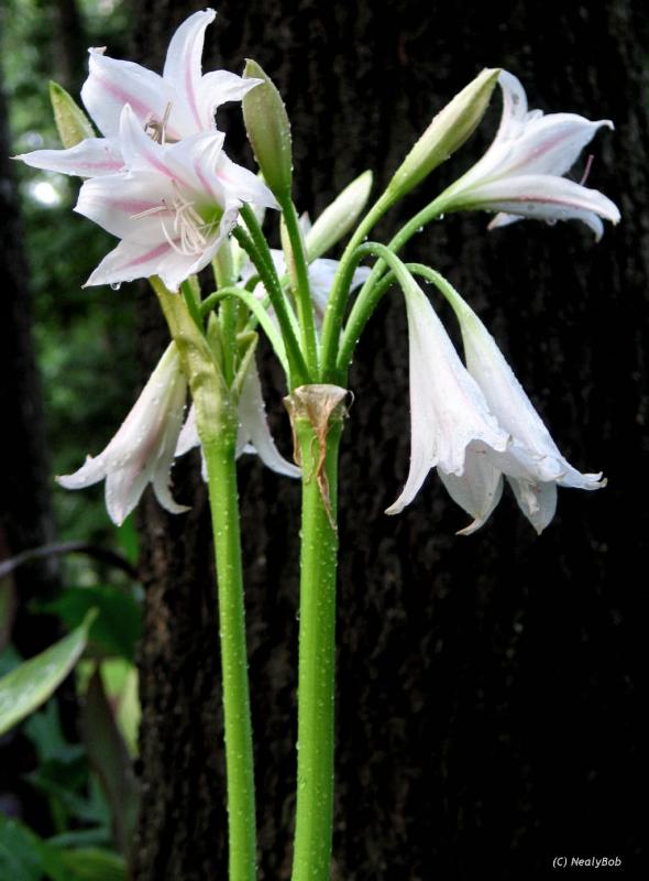 Milk & Wine Lilly *