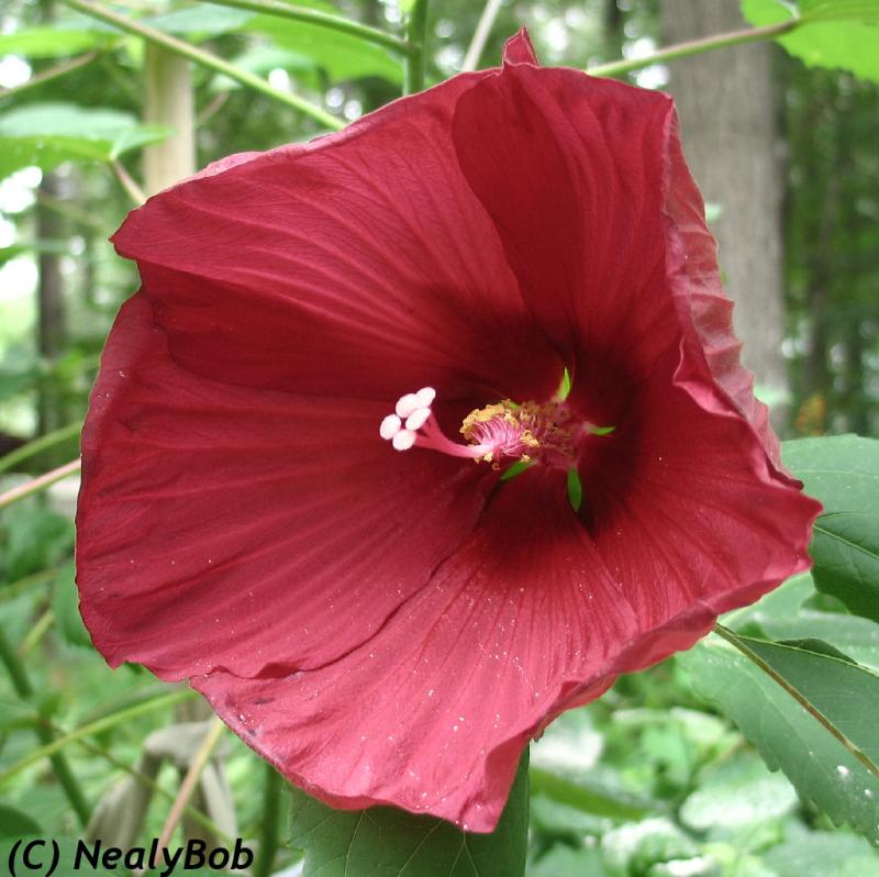 Hibiscus
