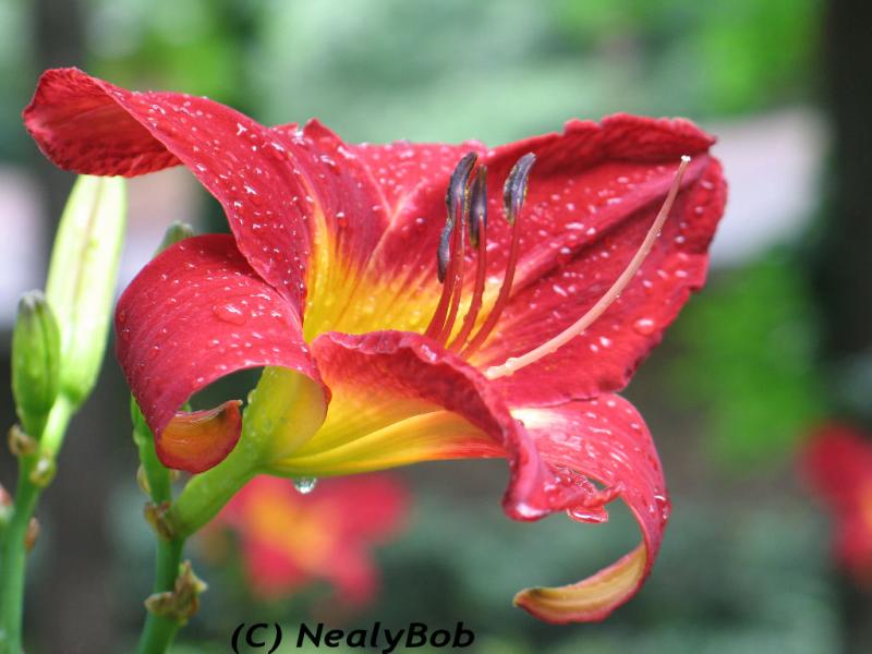 Day Lilly *