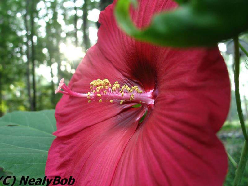Hibiscus Day 2