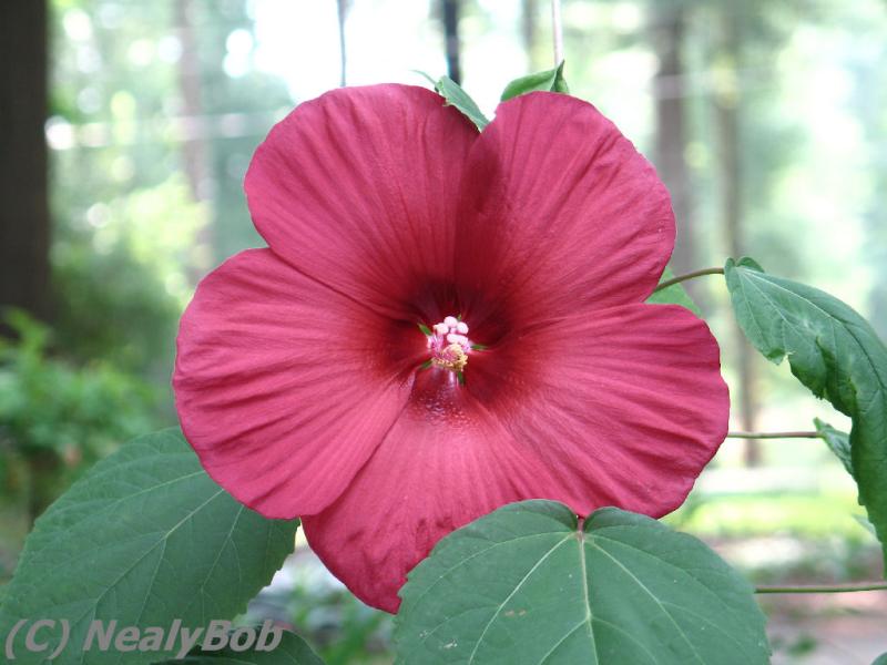 Hibiscus Day 6