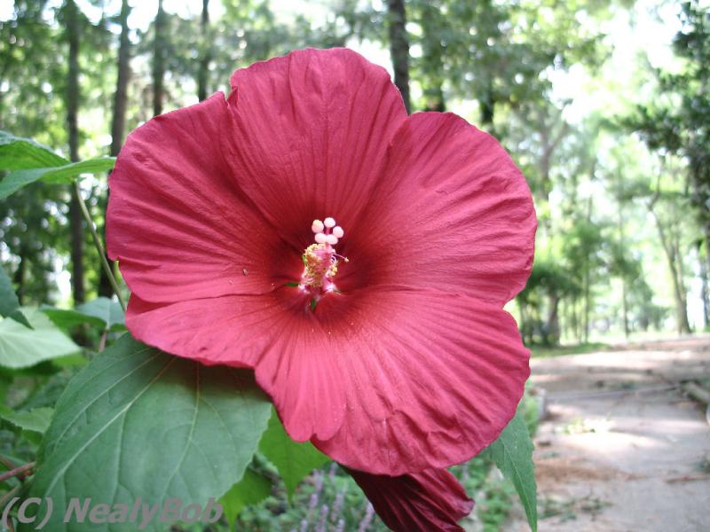 Hibiscus Day 6 Alternate