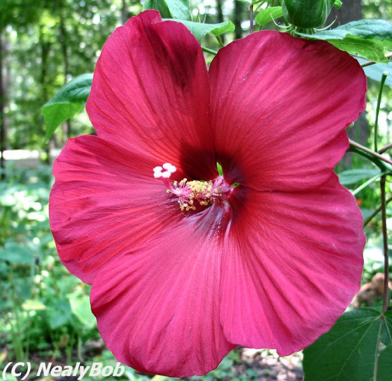 Hibiscus Day 7