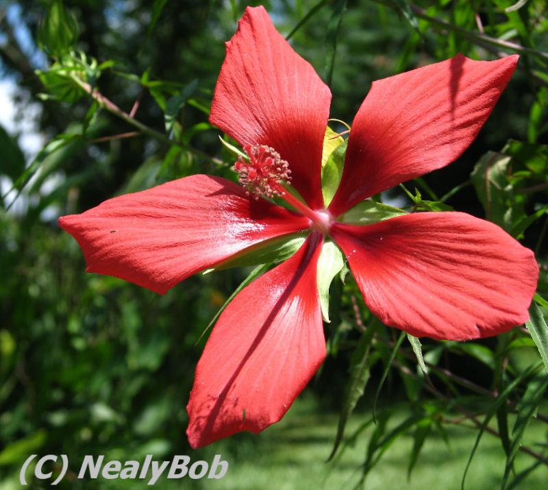 Hibiscus *