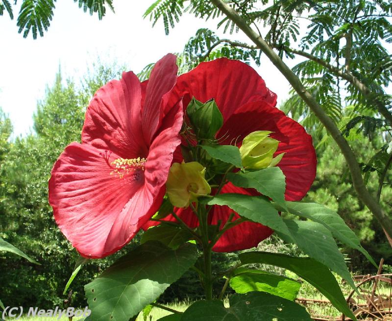 Hibiscus