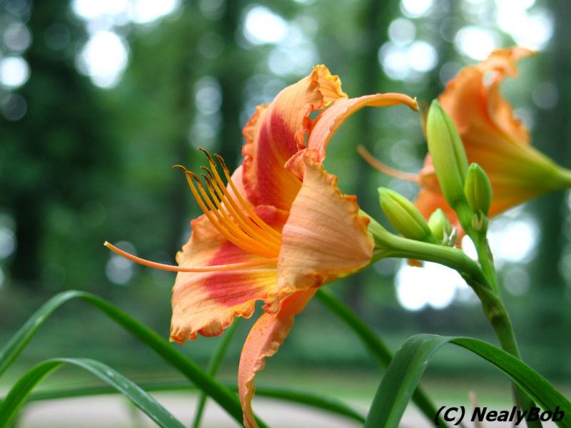 Day Lilly