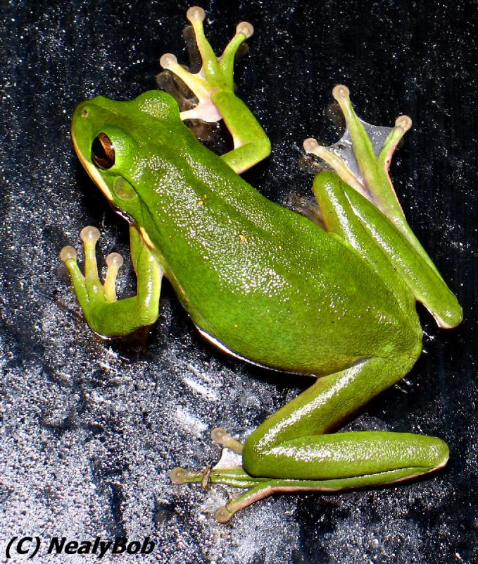 Fredie Frog *